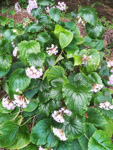 <i>Primula chapaensis </i>