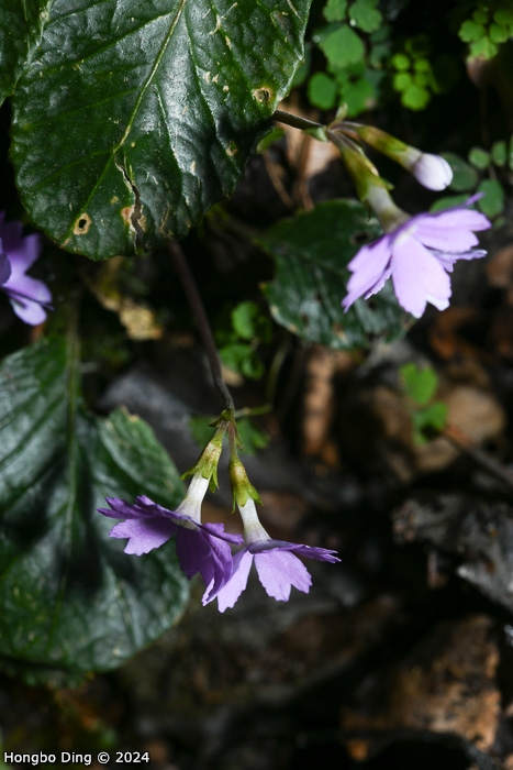 <i>Primula chartacea </i>