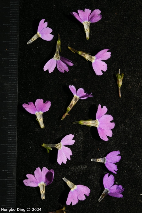 <i>Primula chartacea </i>