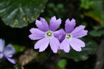 <i>Primula chartacea </i>