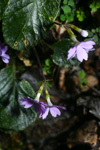 <i>Primula chartacea </i>