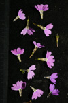 <i>Primula chartacea </i>