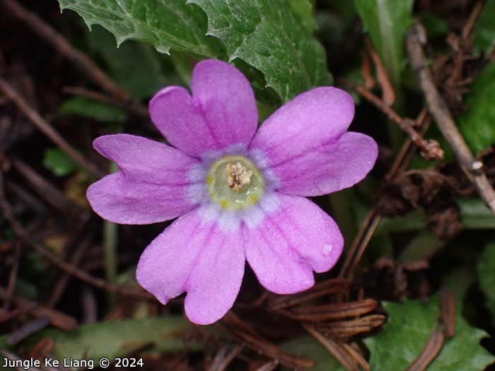 <i>Primula chimingiana </i>