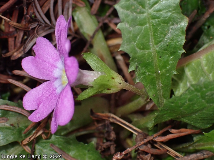 <i>Primula chimingiana </i>