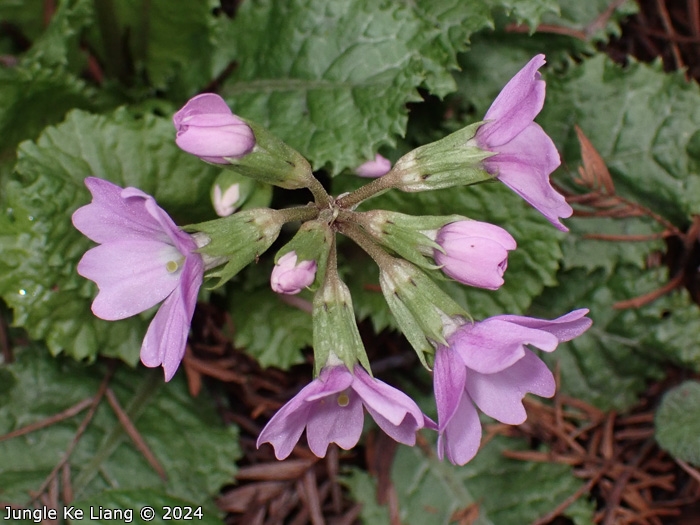 <i>Primula chimingiana </i>