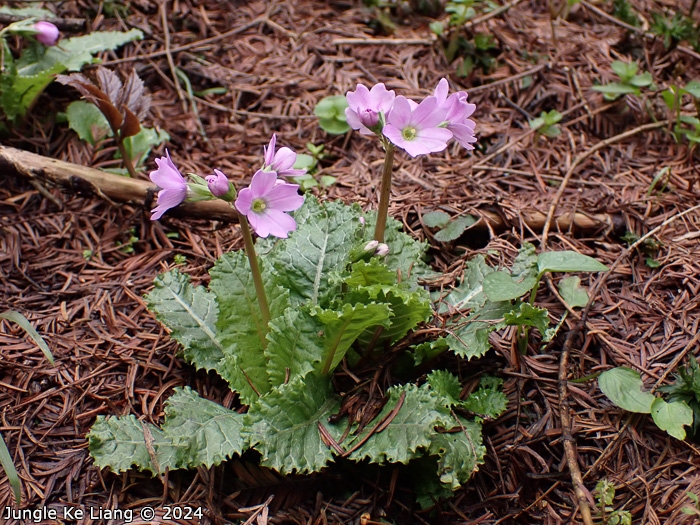<i>Primula chimingiana </i>