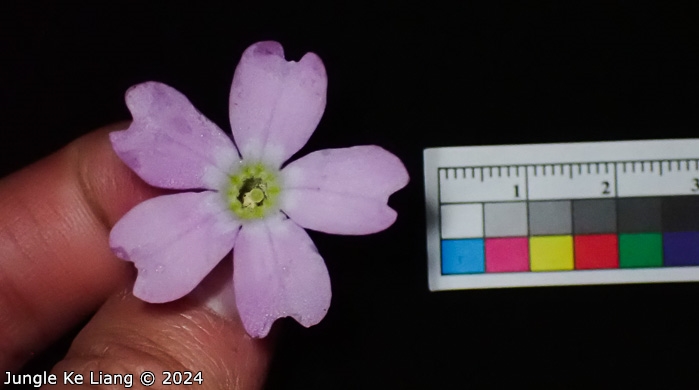 <i>Primula chimingiana </i>