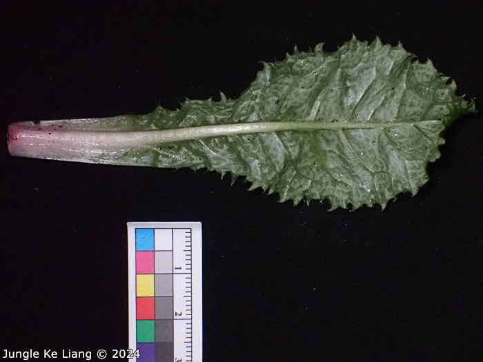 <i>Primula chimingiana </i>