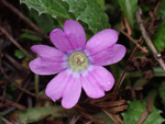 <i>Primula chimingiana </i>