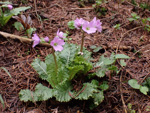 <i>Primula chimingiana </i>