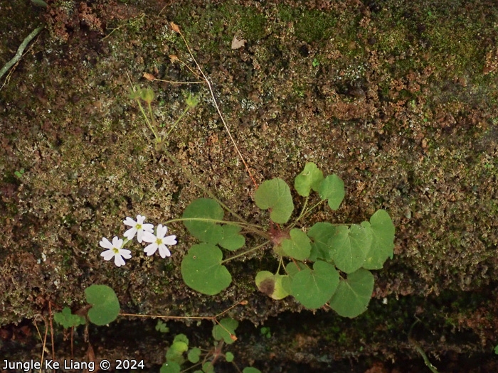 <i>Primula chishuiensis </i>