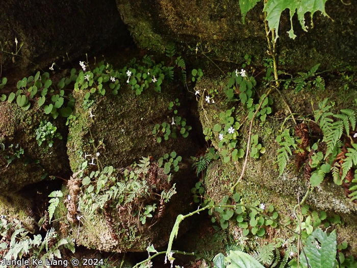 <i>Primula chishuiensis </i>