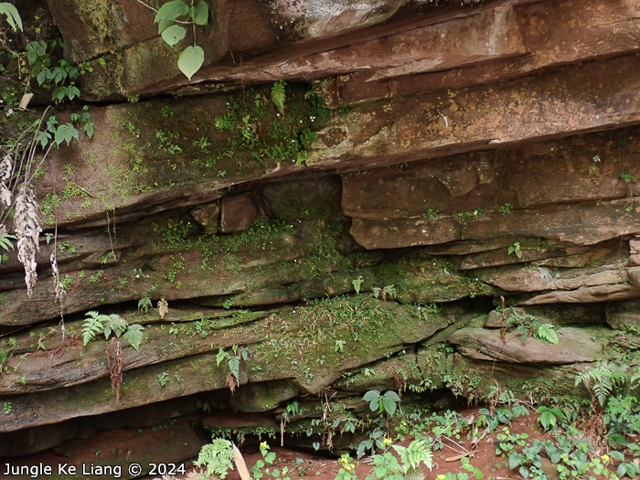 <i>Primula chishuiensis </i>