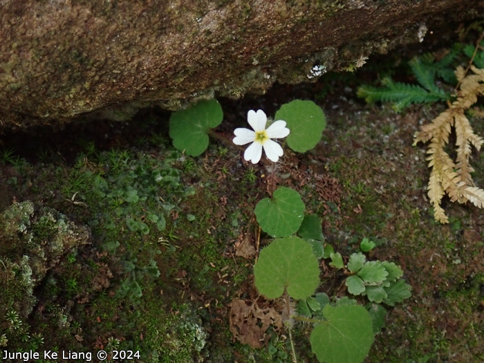 <i>Primula chishuiensis </i>