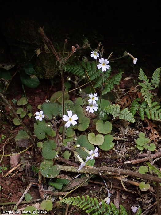<i>Primula chishuiensis </i>