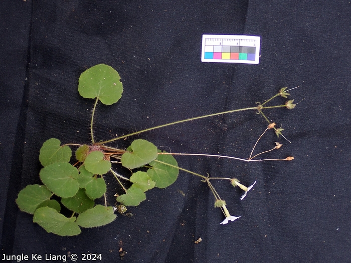 <i>Primula chishuiensis </i>