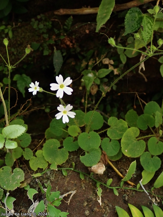 <i>Primula chishuiensis </i>