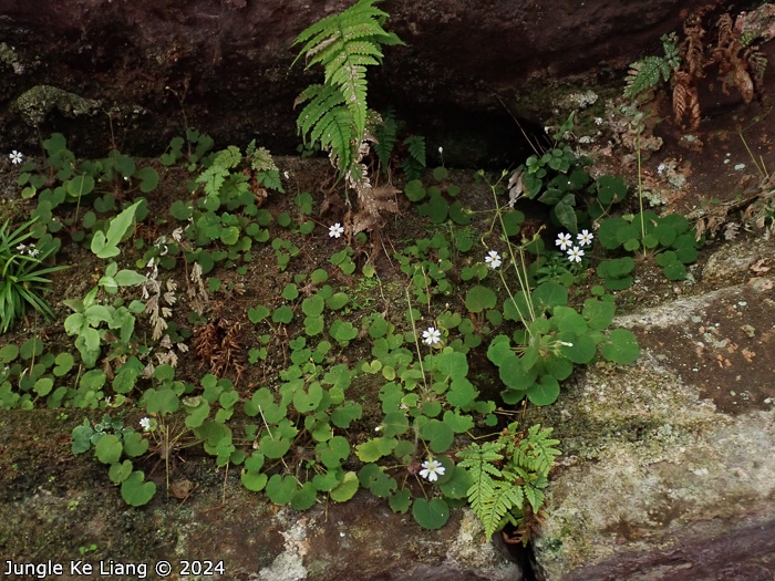 <i>Primula chishuiensis </i>
