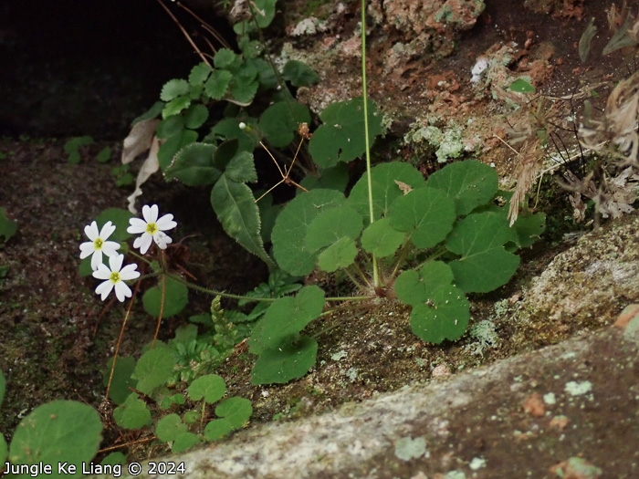 <i>Primula chishuiensis </i>