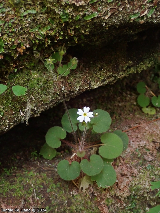 <i>Primula chishuiensis </i>