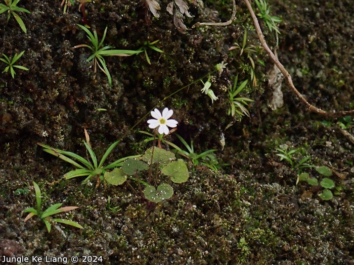 <i>Primula chishuiensis </i>