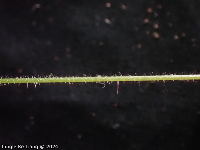 <i>Primula chishuiensis </i>