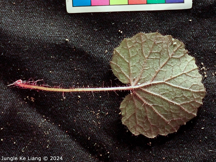 <i>Primula chishuiensis </i>