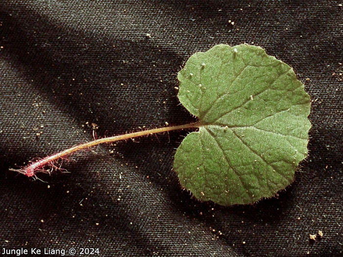 <i>Primula chishuiensis </i>