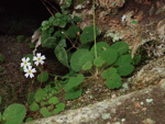 <i>Primula chishuiensis </i>