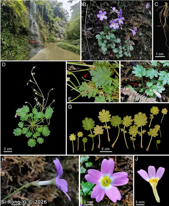 <i>Primula chongqingensis </i>