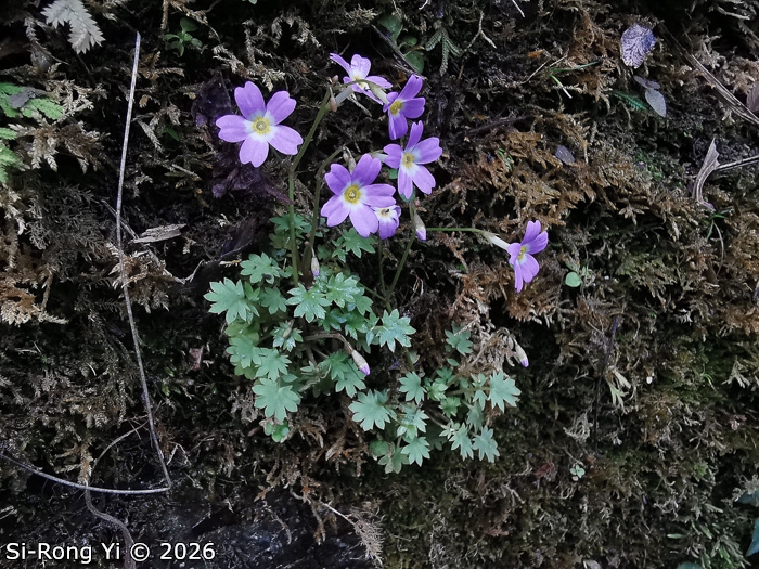<i>Primula chongqingensis </i>