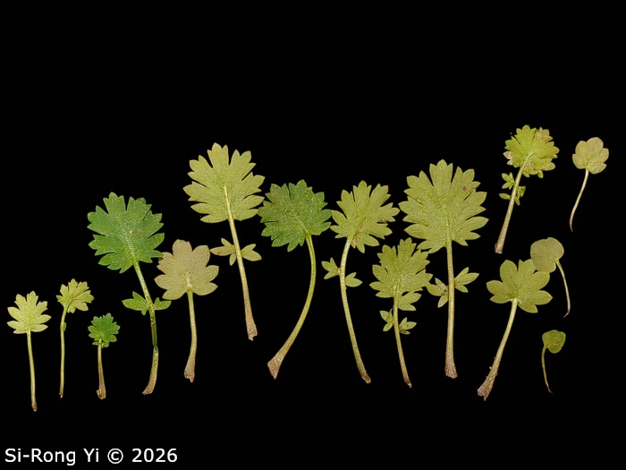 <i>Primula chongqingensis </i>