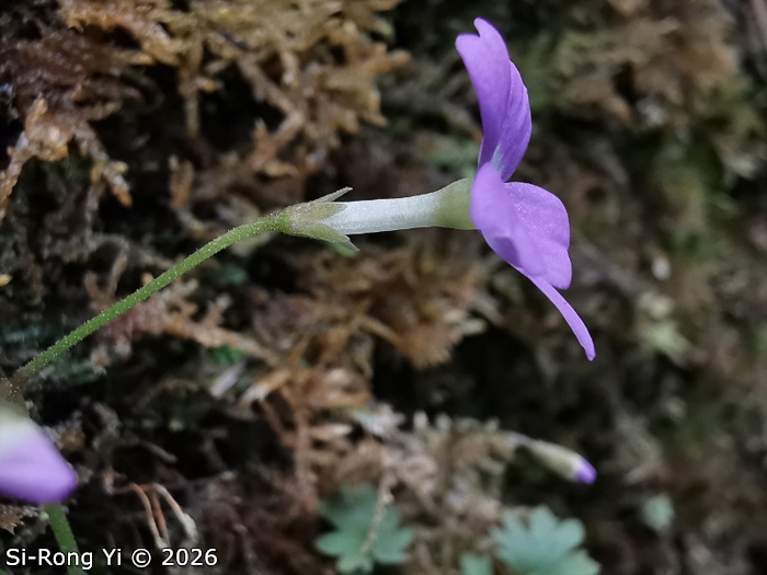 <i>Primula chongqingensis </i>
