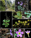 <i>Primula chongqingensis </i>