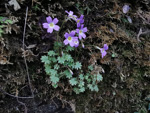 <i>Primula chongqingensis </i>