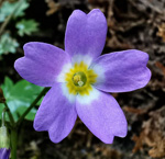 <i>Primula chongqingensis </i>
