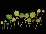 <i>Primula chongqingensis </i>