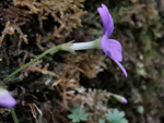 <i>Primula chongqingensis </i>