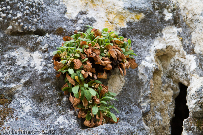 Primula coelata