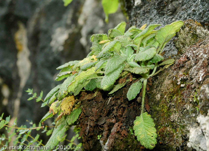 Primula coelata