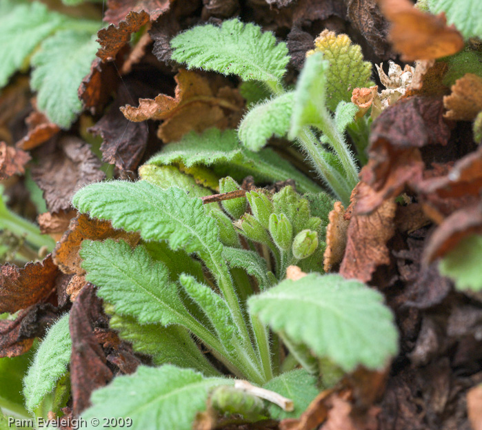 Primula coelata