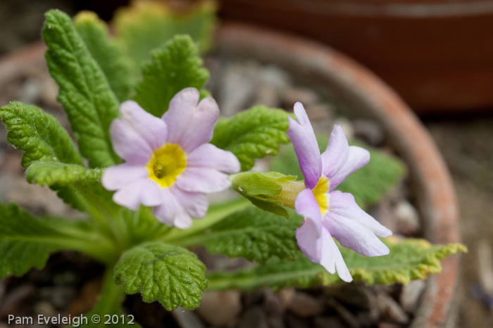 Primula coelata