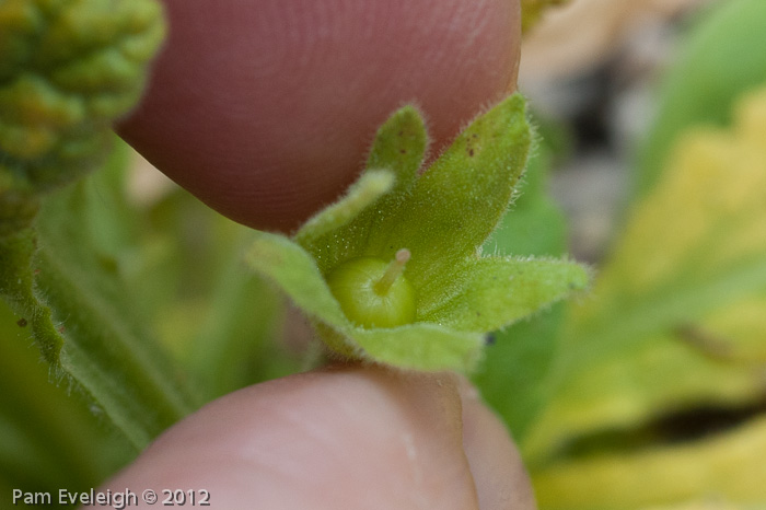 Primula coelata