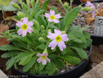 Primula coelata