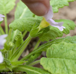 Primula coelata