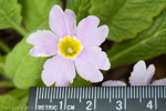 Primula coelata