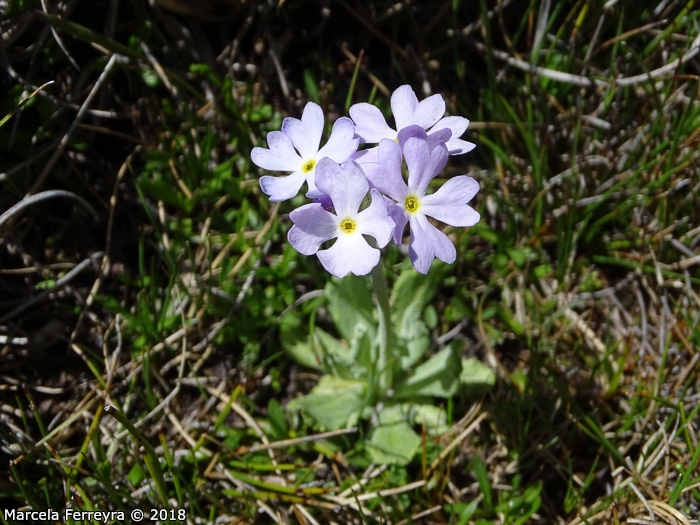 <i>Primula comberi </i>