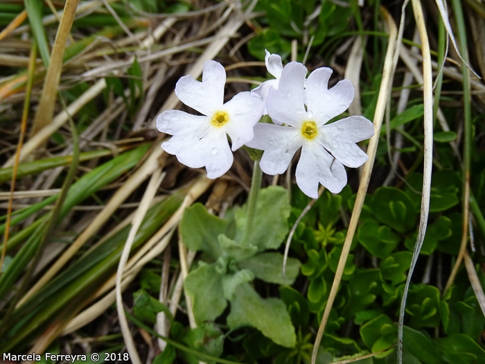 <i>Primula comberi </i>