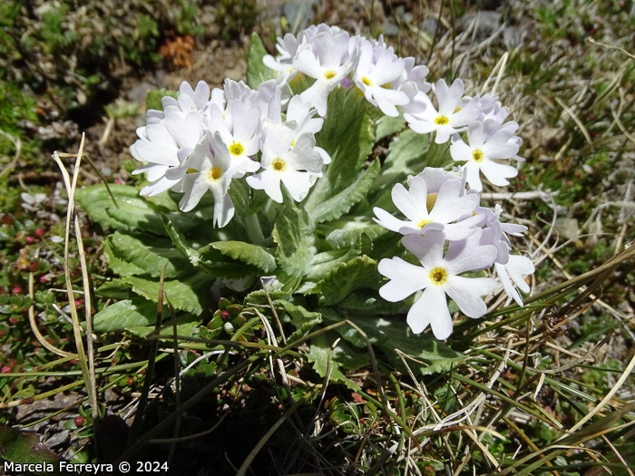 <i>Primula comberi </i>