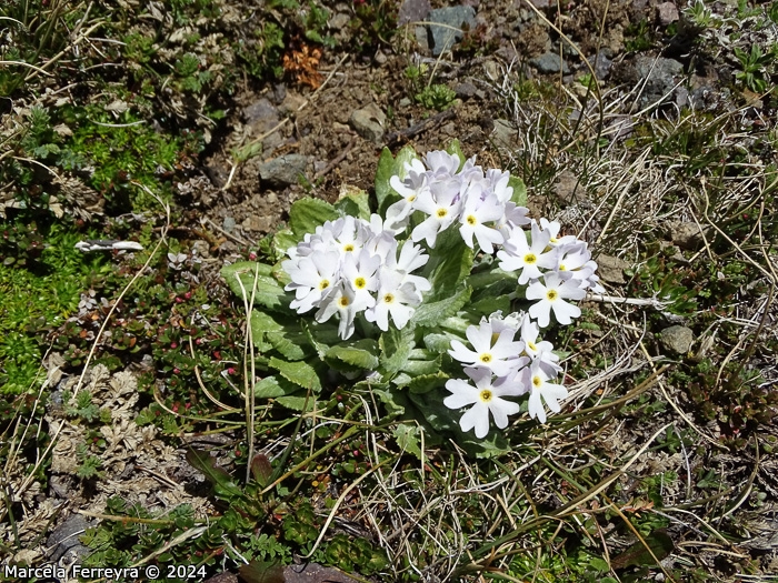 <i>Primula comberi </i>